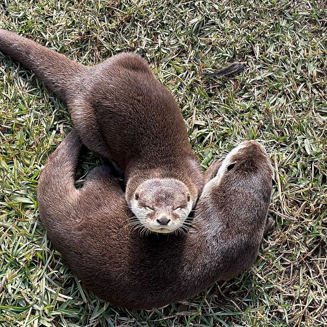 Sydney Zoo November Public Day Tour November 2022 Image -636ff9d5b3b1d
